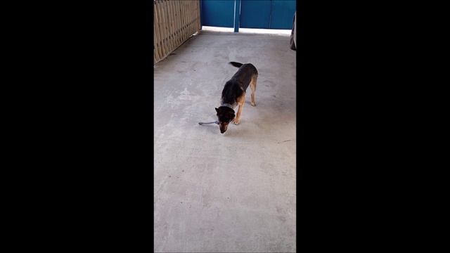 Собака. Овчарка. Том.