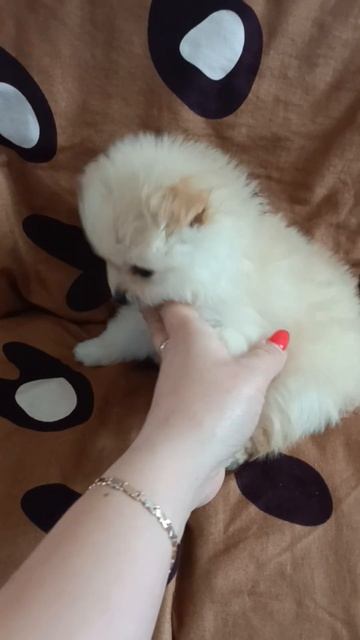 Продаю малышку породы померанский шпиц.Мини