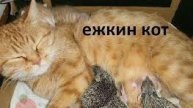 ёжкин кот существует!!!
