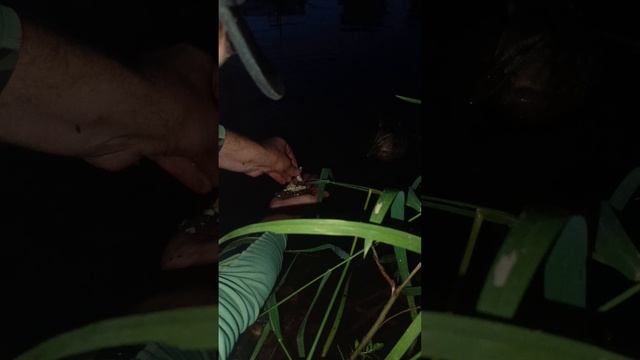 Рыбку половили и утёнка покормили