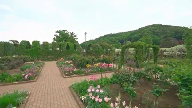 Цветочный парк Асикага - Цветение глицинии, Япония, 2025 • 4K