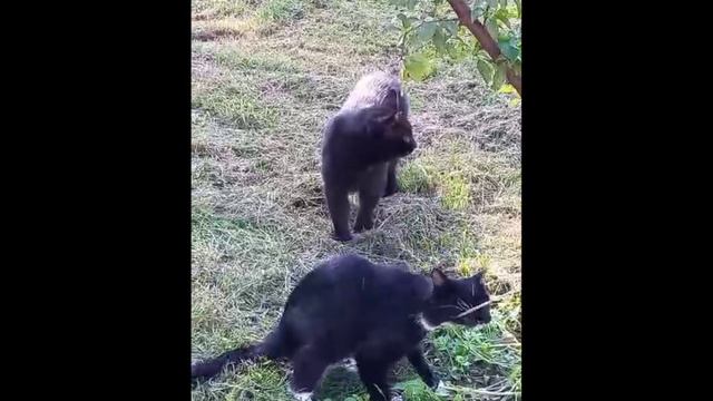 КОТЫ - ЖДУНЫ 2025