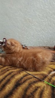 Шотландский вислоухий котик.