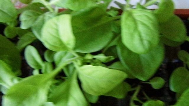Сделала вторую прищипку петунии для пышного и красивого цветения.