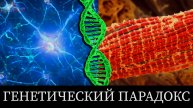 Генетический парадокс: Почему все клетки одинаковые, но такие разные?