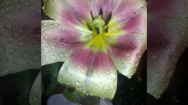 Тюльпаны из цветника на кухне. Коллаж💖🌷🌷🌷