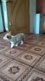 VID_20250504_095643коржата