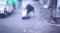 бык угнал скутер и прокатился на нём