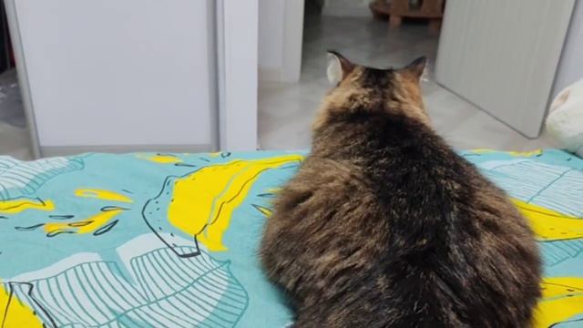 кошки-любимки