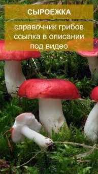 Сыроежка - справочник грибов