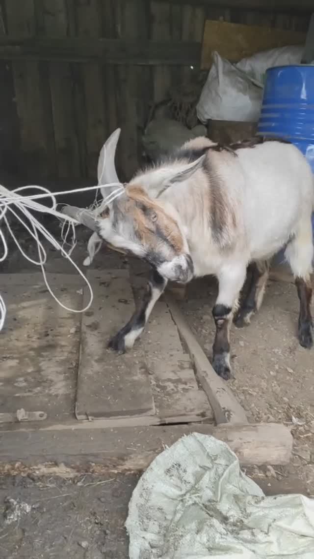 Нашел с чем побадаться. Приколы с животными