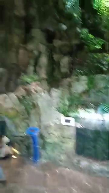 Настоящий тропический лес мезозойской эры