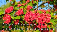 🌳🌸Цветение боярышника сейчас можно наблюдать в парке Галицкого