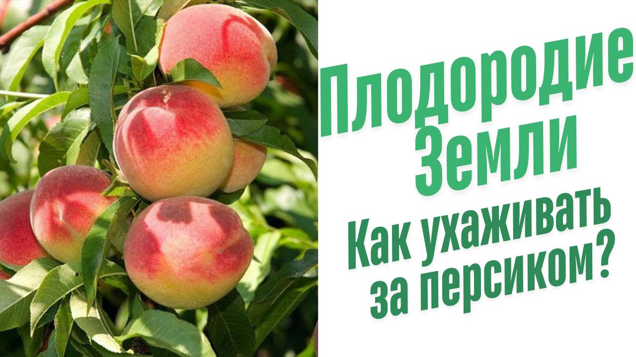 Как ухаживать за персиком?