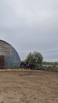 Василиса на Флейте, рысим на плацу.