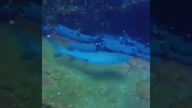 Дайвер снимал отдыхающих акул... И вдруг появился ОН
