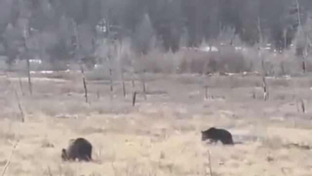 Аккуратно медведи выходят на дорогу!!!