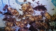 Домашнее мороженое Пломбир в мороженице