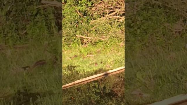 Речные зарисовки...