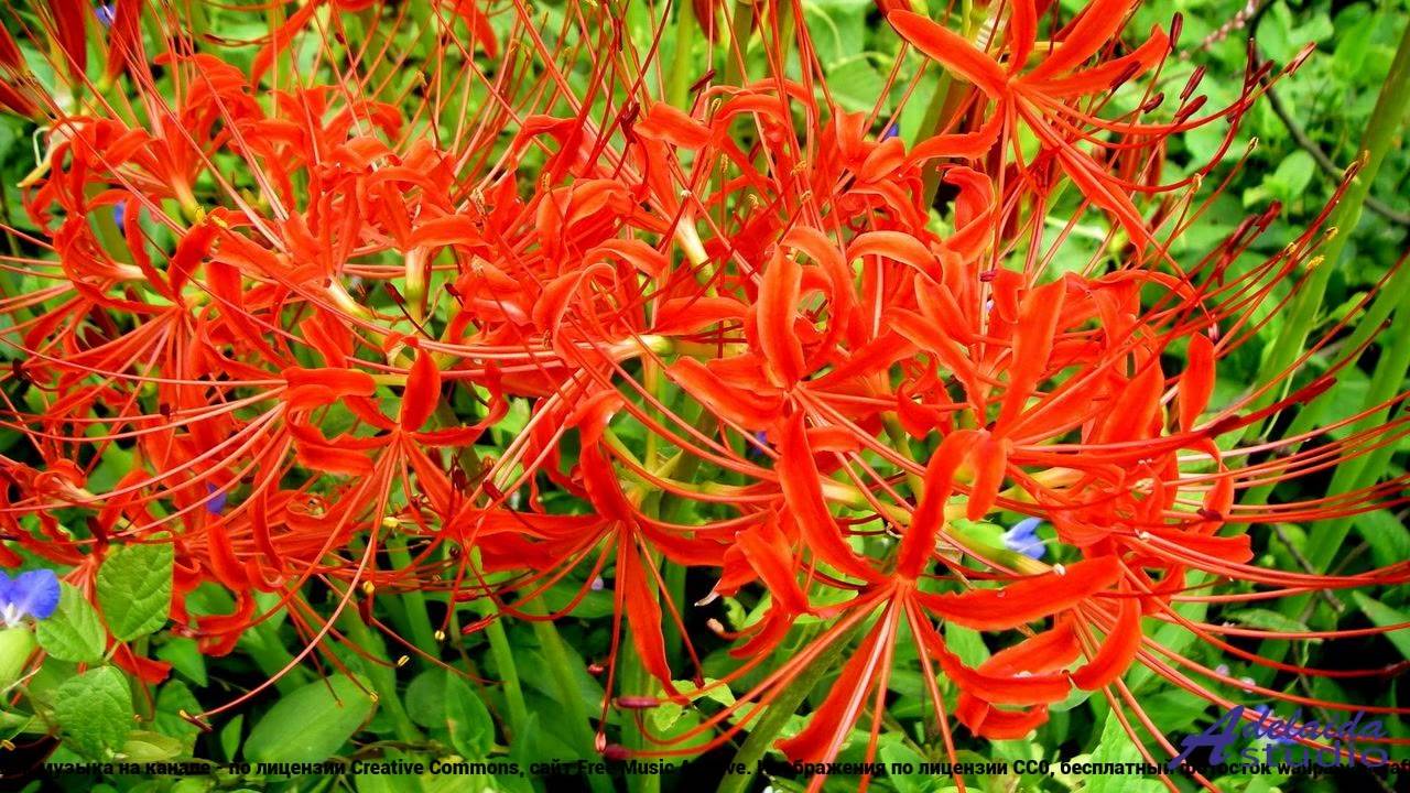 ❤❤❤ Трек, меняющий правила игры - My Guitar No Intro Version -- Lowtone Music -- My Guitar - Acousti