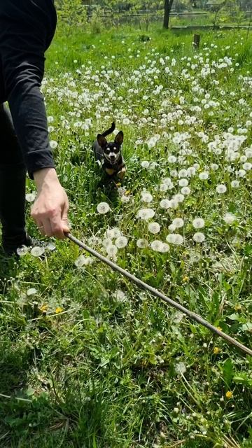 Профессиональный сбиватель одуванчиков 😅🌼# одуванчики  #toyterrier #toyterrier_club #русскийтой