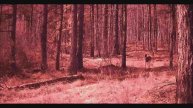РЫСЬ КОСУЛИ ПЕРВЫЙ СНЕГ