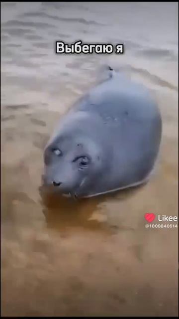 Тюленьки🦭