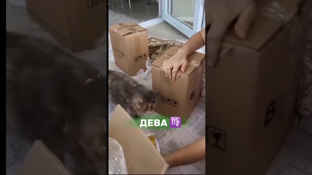 а вы какой котик?