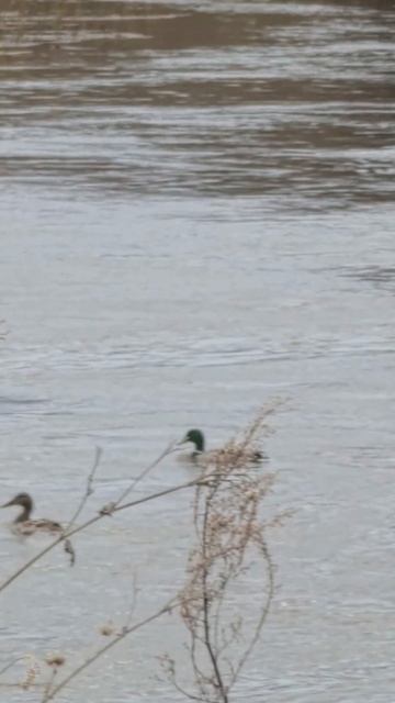 Весна,перелет,отдых,разлив воды