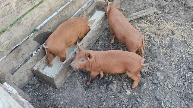 Как живут в русской деревне.Покупка поросят в хозяйство.Коровы вышли на пастбище.