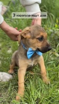 Щенки Наоми, Сьюзи и Будут ищут дом!