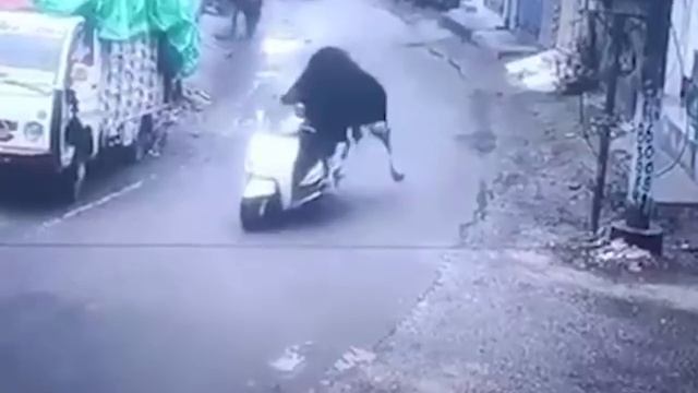 В Индии бык угнал скутер