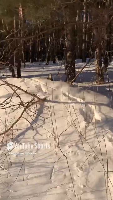 …сидит одна🙂 #косуля #животные #природа #animals #forest #лес #смешныеживотные #россия