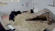 В 17.00 медвежат отправляют в детскую комнату - шум закрывающей дверки их пугает