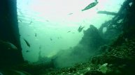 1000042511.mp4Волга гл.5м.04.05.2025г.