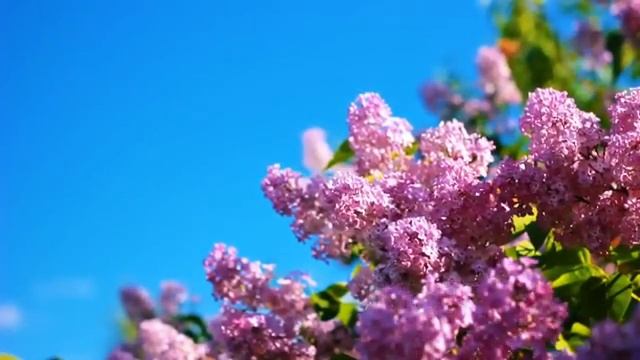Пришли ко гробу жены в день воскресный - Olga Tymoshchuk, Svetlana Fedotova, Eduard Pomazniuk и Ev