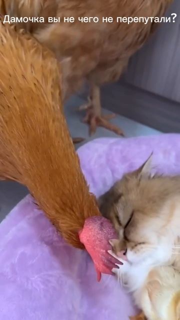 1000071467.mp4