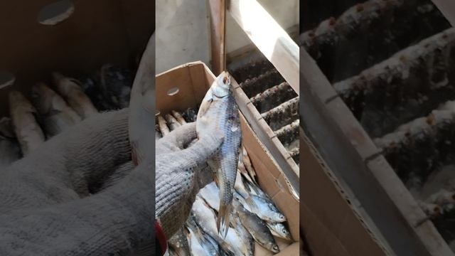 Сорожка на сушку.