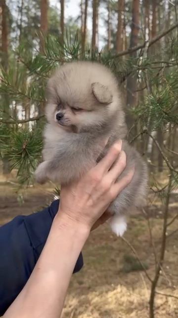 шпицуля волчуля
