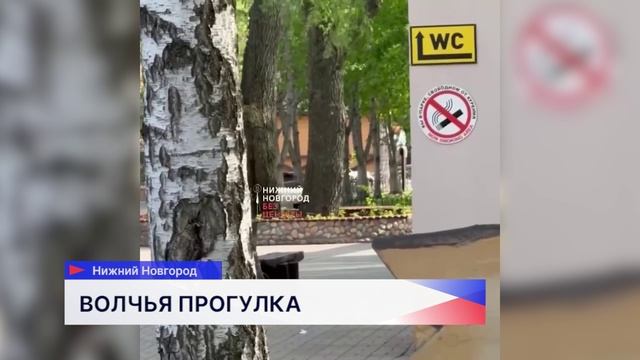 Волк сбежал в зоопарке "Лимпопо"