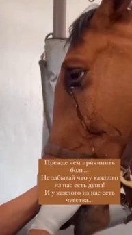 Вы верите что это животное плачет? Делитесь в комментариях 👇🏻