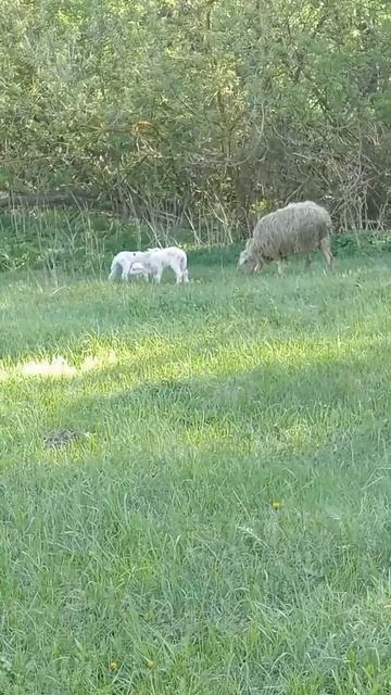 Двойняшки 🐑🐑