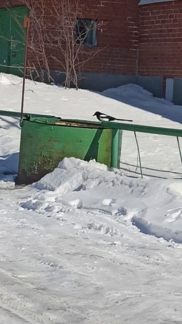 Воробьи Сороки