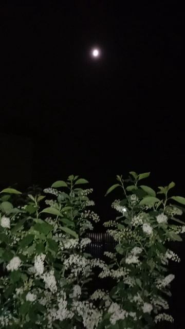 Луна 🌙 красивая в ночи