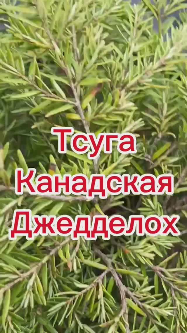 Тсуга канадская Джедделох
(Tsuga canadensis Jeddeloh)