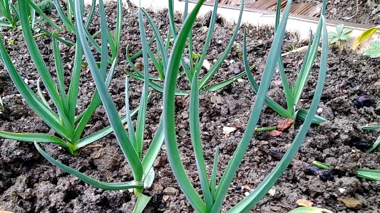 Чем подкормить ЧЕСНОК В МАЕ? Как вырастить крупный озимый чеснок