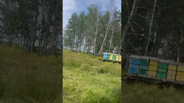 Пасека Морус