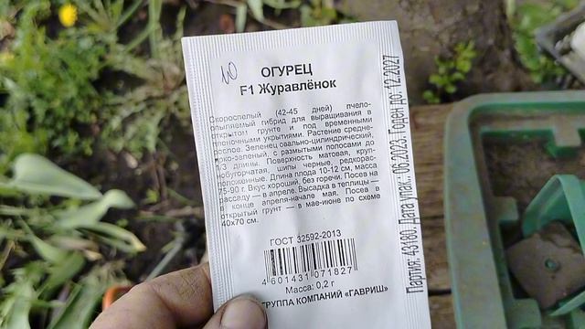 посев огурцов в стаканчики 04.05.25.