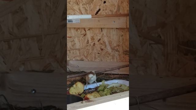ох канарейки как это здорово