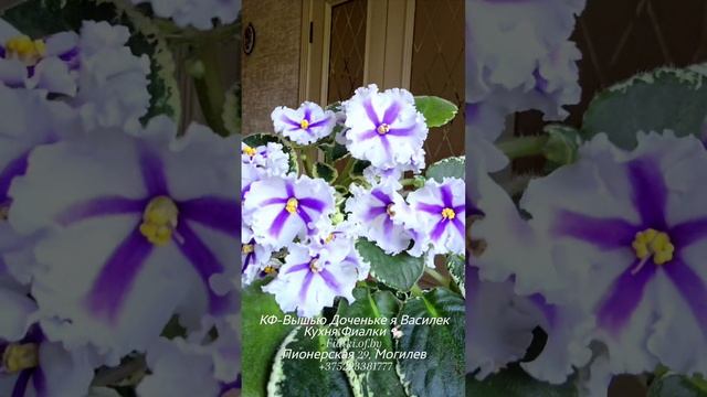 КФ-Вышью Доченьке я Василек.  Наш новый сорт. Химера. Прекрасные цветы-тарелки белоснежного цвета